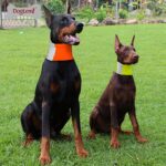 bf2336121fb8fdae7cf34ddad45af36c8ca00c1aefb2dcdfe916a1a68732f7c9